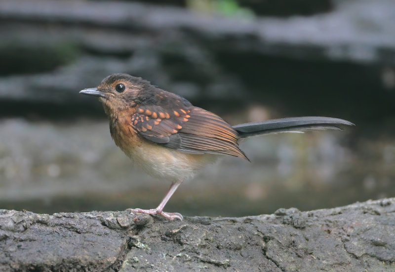 MAP: White-rumped Shama - Copsychus malabaricus