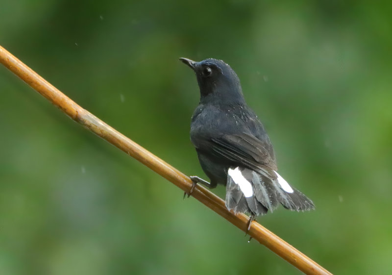 Flycatchers, Chats and Robins - Muscicapidae
