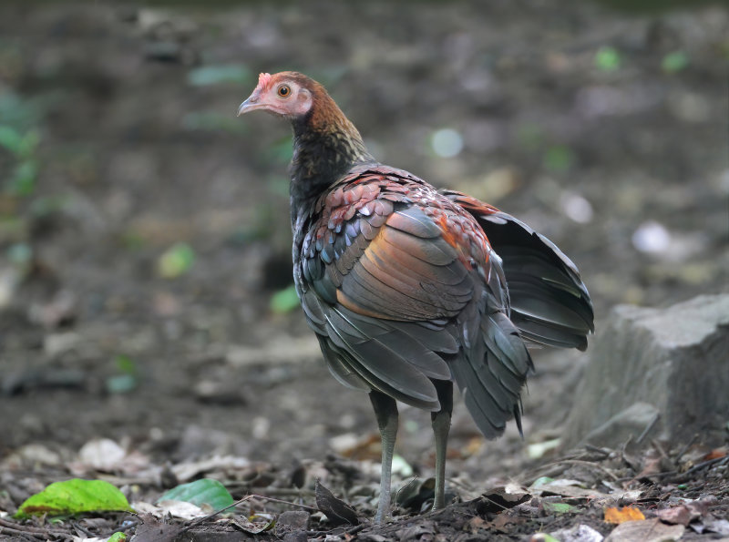 MAP: Red Junglefowl - Gallus gallus