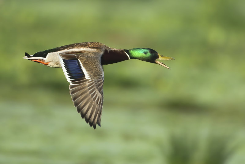 MAP: Mallard - Anas platyrhynchos (Wilde Eend)