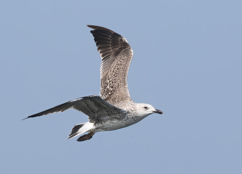 MAP: Lesser Black-backed Gull - Larus fuscus (Kleine Mantelmeeuw)