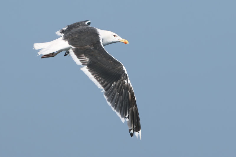 MAP: Great Black-backed Gull - Larus marinus (Grote Mantelmeeuw)