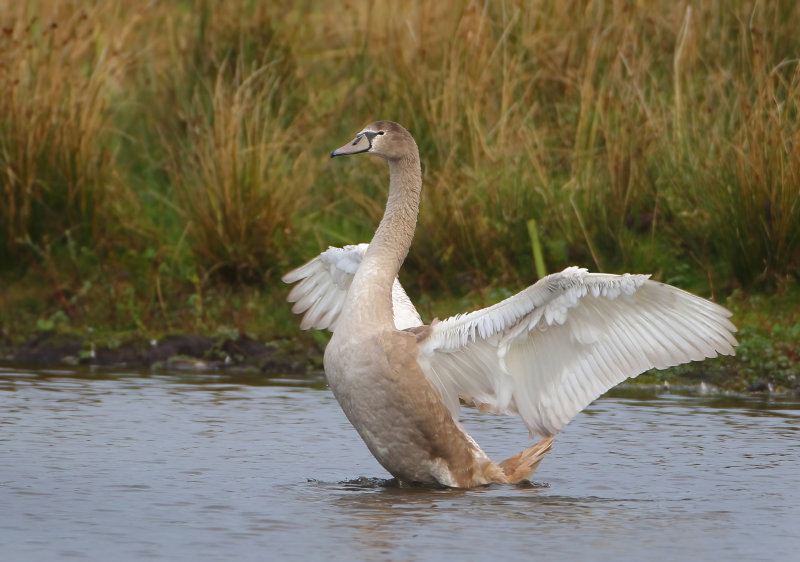 Mute Swan - Cygnus olor (Knobbelzwaan)