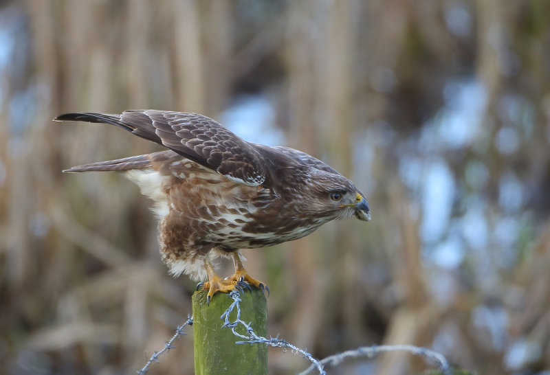 Common Buzzard - Buteo buteo (Buizerd)