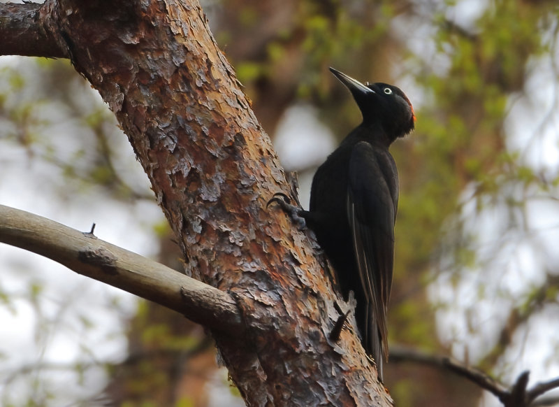 MAP: Black Woodpecker - Dryocopus maritius (Zwarte Specht)