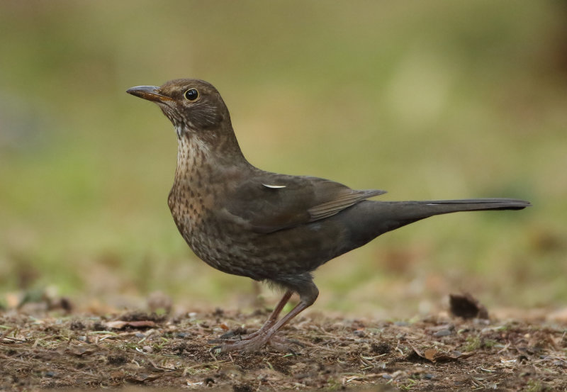 MAP: Common Blackbird - Turdus merula (Merel)