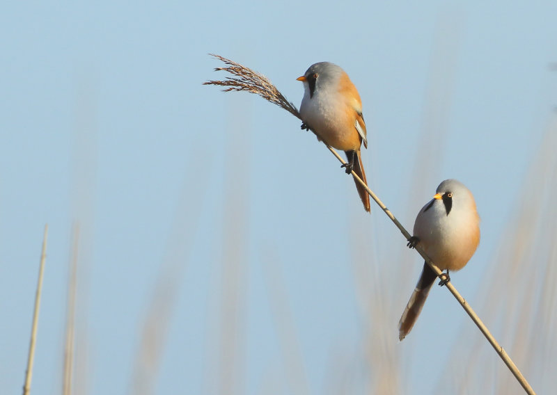 MAP: Bearded Reedling - Panurus biarmicus (Baardmannetje)