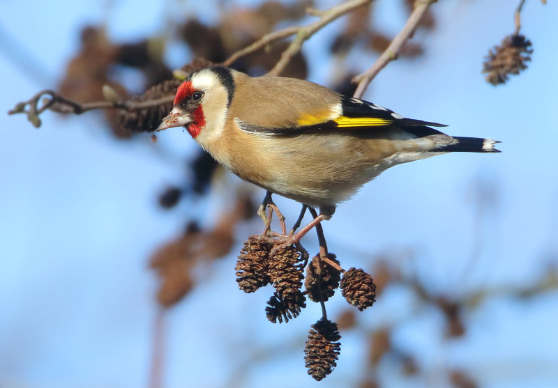 MAP: European Goldfinch - Carduelis carduelis carduelis (Putter)