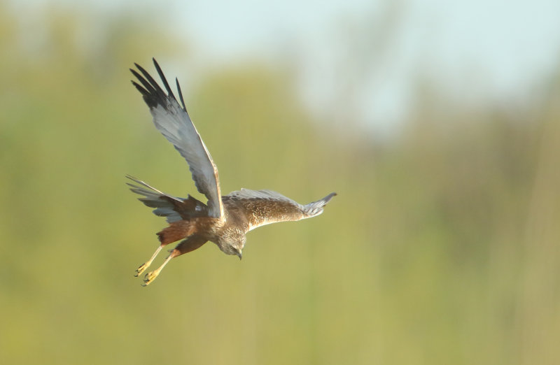 MAP: Western Marsh Harrier - Circus aeruginosus (Bruine Kiekendief)