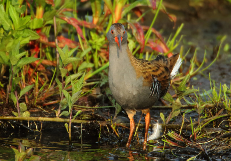 Rails - Rallidae (Rallen)