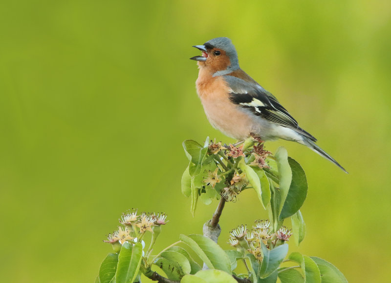 MAP: Chaffinch - Fringilla coelebs (Vink)