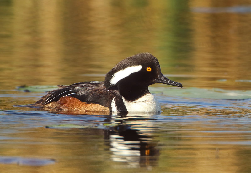 MAP: Hooded Merganser - Lophodytes cucullatus (Kokardezaagbek)