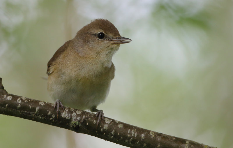 MAP: Garden Warbler - Sylvia borin (Tuinfluiter)