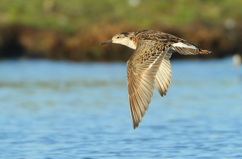 MAP: Ruff - Philomachus pugnax (Kemphaan)