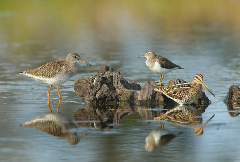 Waders - Scolopacidae (Steltlopers)