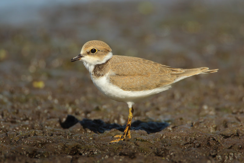 MAP: Little Ringed Plover - Charadrius dubius (Kleine Plevier)