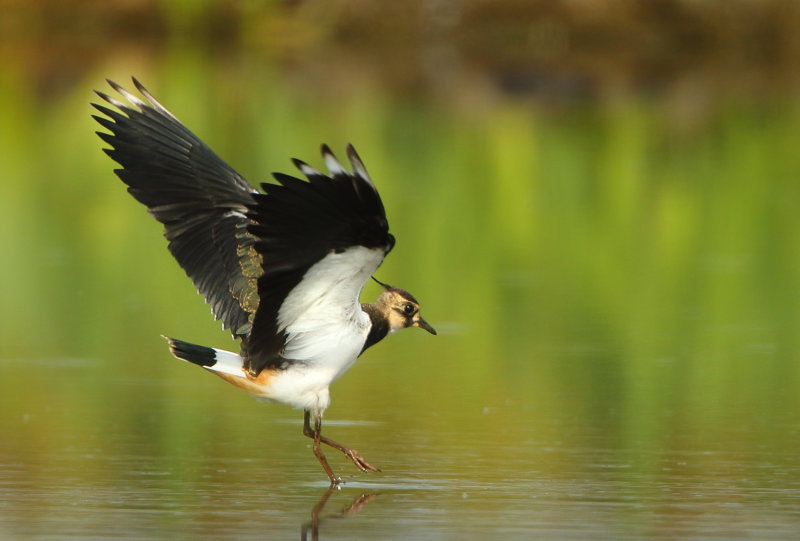 MAP: Northern Lapwing - Vanellus vanellus (Kievit)