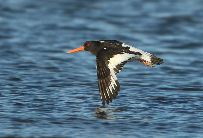 Oystercatchers - Haematopodidae (Scholeksters)