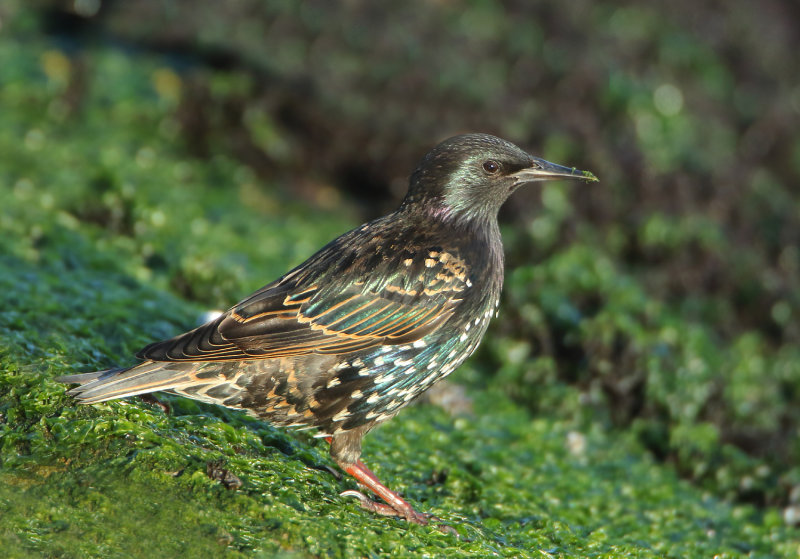 Starlings - Sturnidae (Spreeuwen)