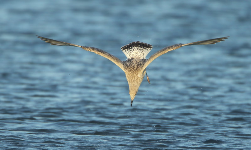 MAP: Herring Gull - Larus argentatus (Zilvermeeuw)