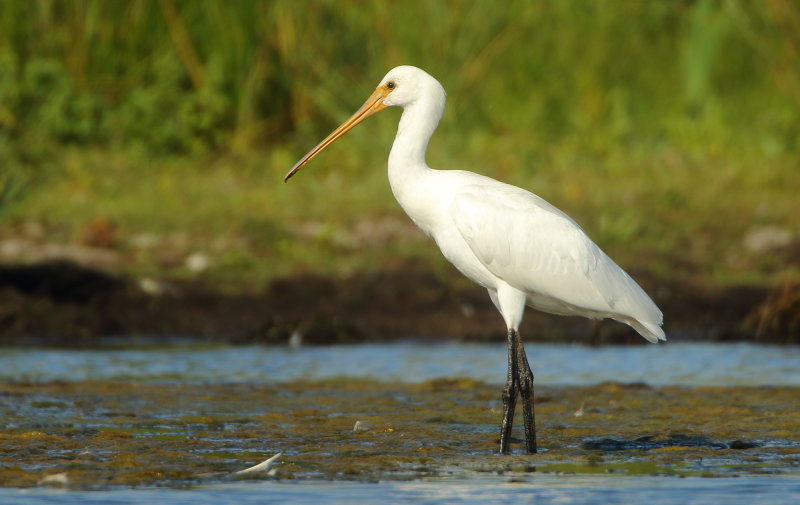 MAP: Eurasian Spoonbill - Platalea leucorodia (Lepelaar)