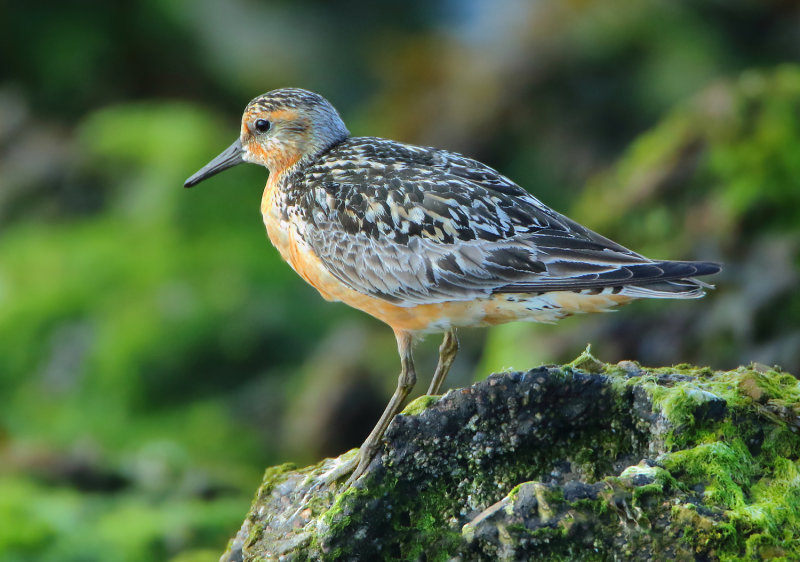 MAP: Red Knot - Calidris canutus (Kanoet)
