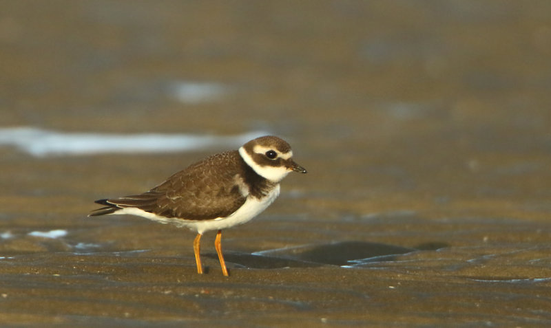 MAP: Greater Ringed Plover - Charadrius hiaticula (Bontbekplevier)