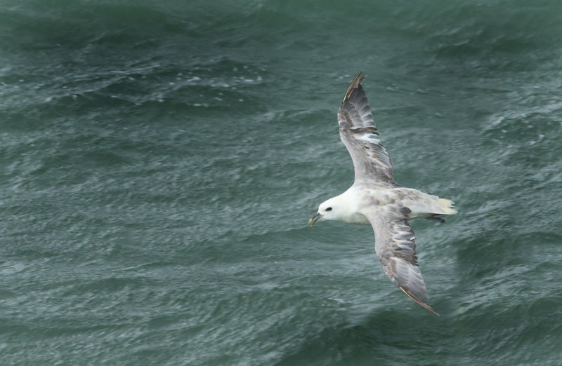 MAP: Northern Fulmar - Fulmarus glacialis (Noordse Stormvogel)