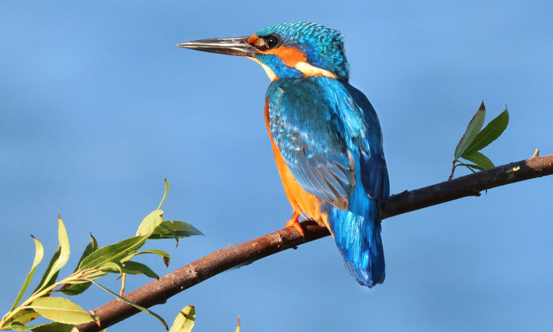 Kingfishers (IJsvogels)
