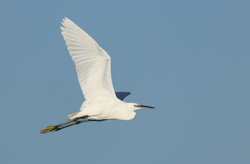 MAP: Little Egret - Egretta garzetta (Kleine Zilverreiger)