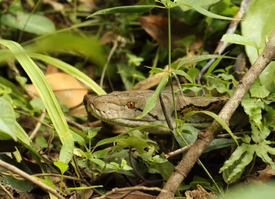 Python reticulatus (Schneider, 1801)