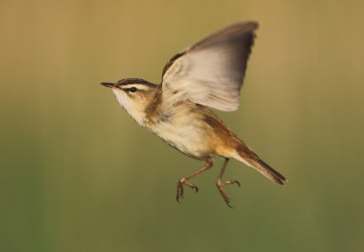Sedge Warbler - Acrocephalus schoenobaenus (Rietzanger)
