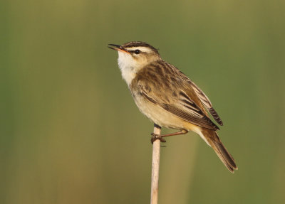 Sedge Warbler - Acrocephalus schoenobaenus (Rietzanger)