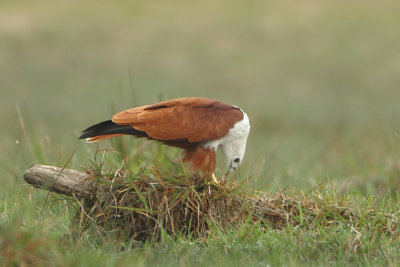 Brahminy Kite - Haliastur indus (Brahmaanse Wouw)
