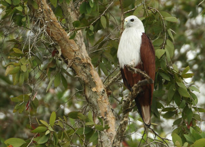 Brahminy Kite - Haliastur indus (Brahmaanse Wouw)