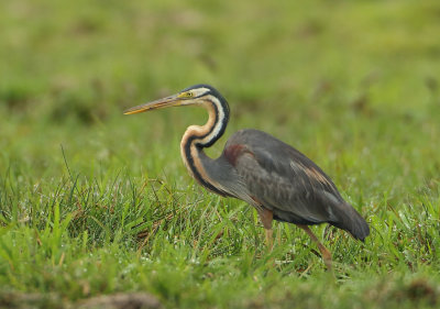 MAP: Purple Heron - Ardea purpurea manillensis