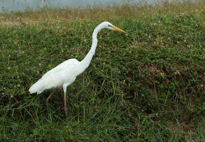Eastern Great Egret - Ardea egretta modesta 