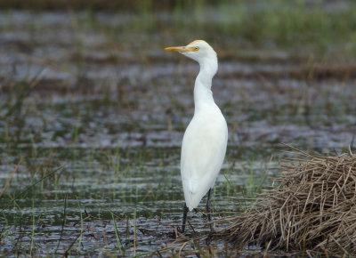 Cattle Egret - Bubulcus ibis coromandus (Koereiger)
