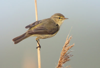 Northern Chiffchaff - Phylloscopus collybita (Tjiftjaf)