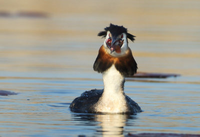 Great Crested Grebe - Podiceps cristatus (Fuut)