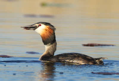 Great Crested Grebe - Podiceps cristatus (Fuut)
