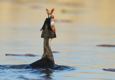 Great Crested Grebe - Podiceps cristatus (Fuut)