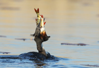 Great Crested Grebe - Podiceps cristatus (Fuut)