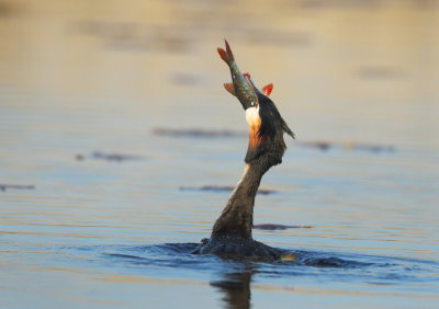 Great Crested Grebe - Podiceps cristatus (Fuut)