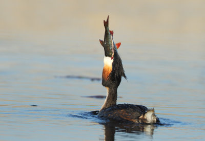 Great Crested Grebe - Podiceps cristatus (Fuut)