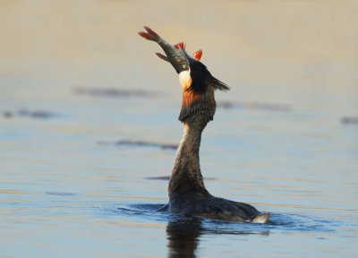 Great Crested Grebe - Podiceps cristatus (Fuut)