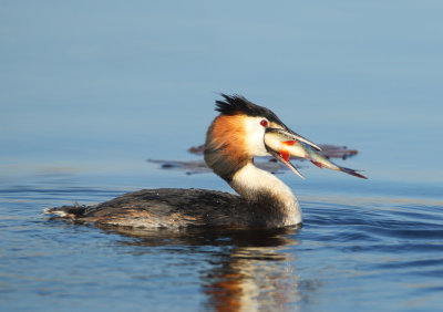 Great Crested Grebe - Podiceps cristatus (Fuut)