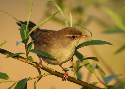 Cetti's Warbler - Cettia cetti (Cetti's Zanger)