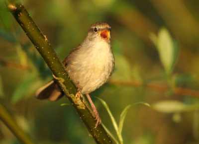 Cetti's Warbler - Cettia cetti (Cetti's Zanger)