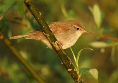 Cetti's Warbler - Cettia cetti (Cetti's Zanger)